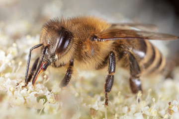 A bee collects honey on a flower