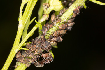 Fototapeta premium Ants and aphids on the plant.
