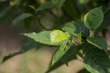 yellow desmos chinensis flower