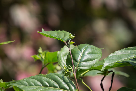 yellow desmos chinensis flower