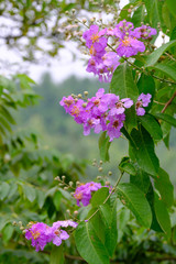 Flowers in the park