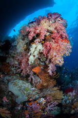 Fototapeta na wymiar Reef full of life and fish in Raja Ampat Indonesia