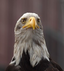 Weißkopfseeadler