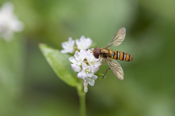 ミゾソバにとまるホソヒラタアブ雄