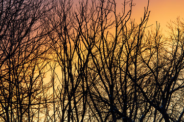 Naked branches on a tree against a sunset sun