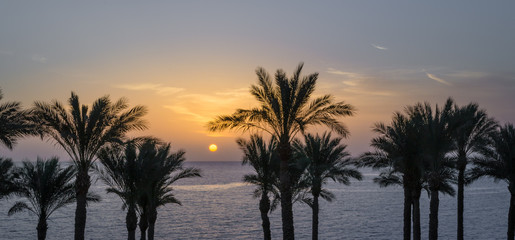 Obraz na płótnie Canvas silhouette of palm trees against the dawn sky and blue sea