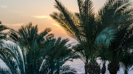 Fototapeta na wymiar palm branches against the dawn sky
