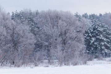 Snowy trees in the forest in winter