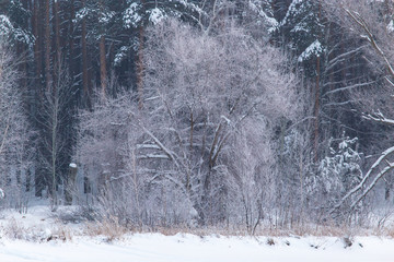 Snowy trees in the forest in winter