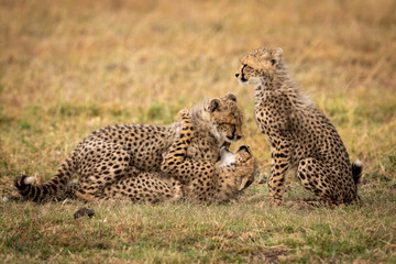 Cheetah cub sits while others play fight