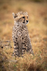 Obraz na płótnie Canvas Cheetah cub sitting in grass by thorns