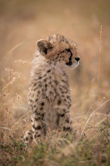 Cheetah cub sitting in grass looking right