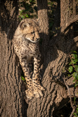Cheetah cub stands in tree looking right