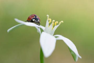 coccinella rossa e nera su petali di fiore bianco, sfondo sfocato