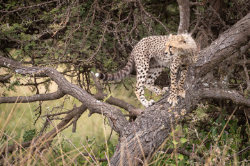 Cheetah cub stands on branch looking down