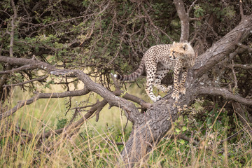Cheetah cub stands on branch looking back
