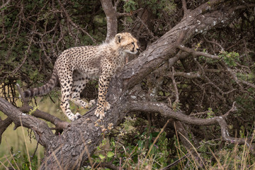 Cheetah cub stands on branch looking out