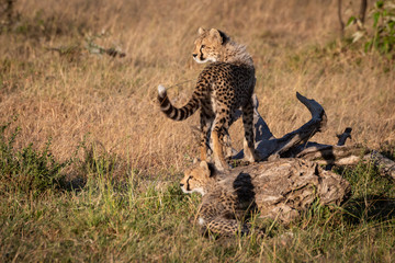 Cheetah cub stands on log by another