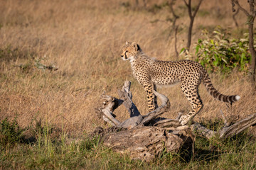 Cheetah cub stands on log in profile