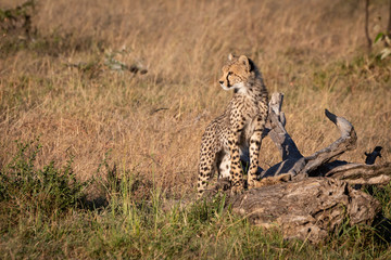 Cheetah cub stands on log in savannah