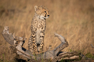 Cheetah cub stands on log in grass
