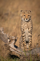 Cheetah cub stands on log looking down