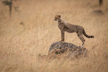Cheetah cub stands on rock in grass