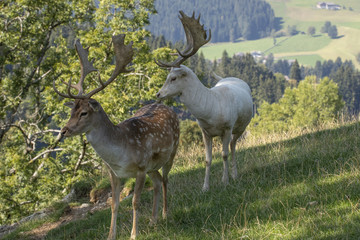 Fallow Deer, Dama dama