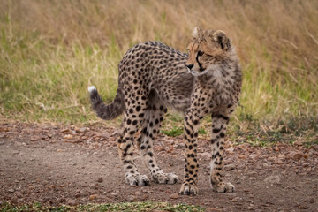 Cheetah cub stands on track turning head
