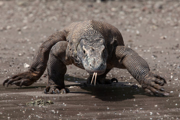 Komodo Dragon walking on beach in Komodo Indonesia