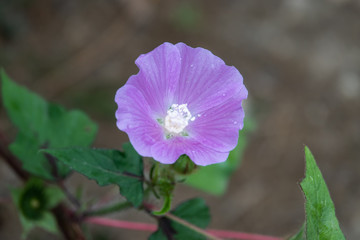 Spurred Anoda Flower in Bloom