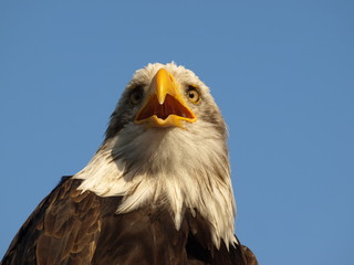 Weißkopfseeadler