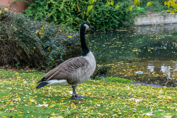 Canadian goose