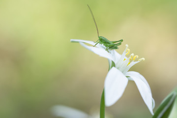 piccola ninfa di cavalletta su petalo di fiore bianco