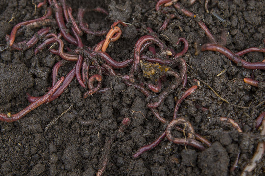 red worms in compost - bait for fishing
