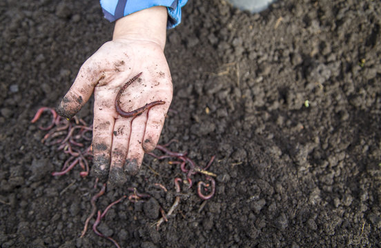 hand collects red worms