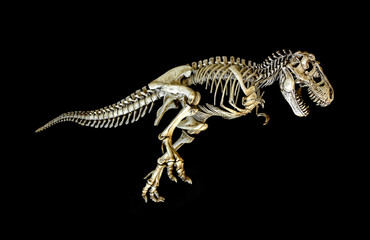 Skeleton Dinosaur Tyrannosaurus ( t-rex ) on black background.