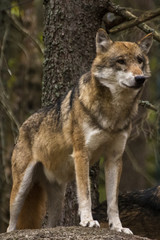 Obraz premium wolf in Srni