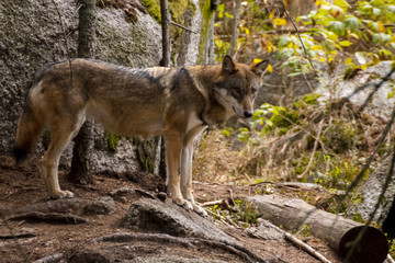 Fototapeta premium wolf in Srni