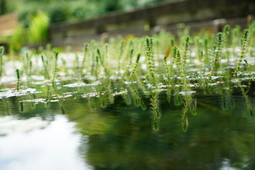 Garden ponds are impressive small biotopes

