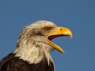 Weißkopfseeadler