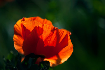 Fototapeta premium Glowing Red Poppy