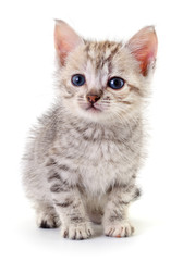Kitten on white background.