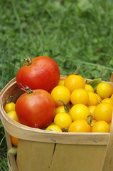 Basket of fresh tomatoes on green grass background with copy space