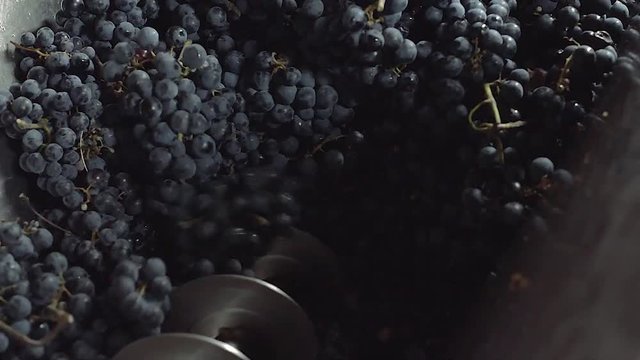 Wine making, blue vine grapes grinding process in the winery at harvesting season. Grinding, crushing berry.