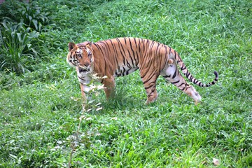 TIGER WALKING IN ZOO