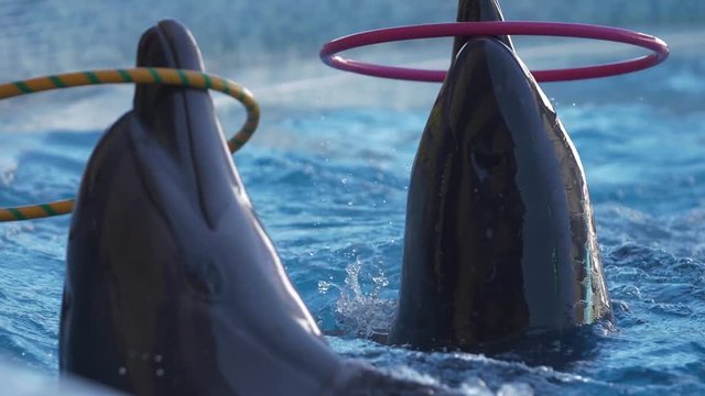 the dolphins twist hoops on their noses