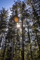 sun shining through rainforrest