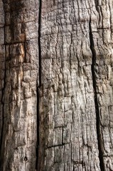 Vertical tree bark