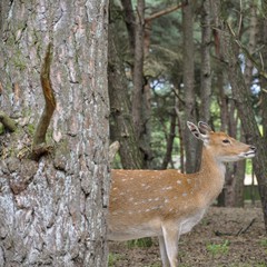 Deer behind tree